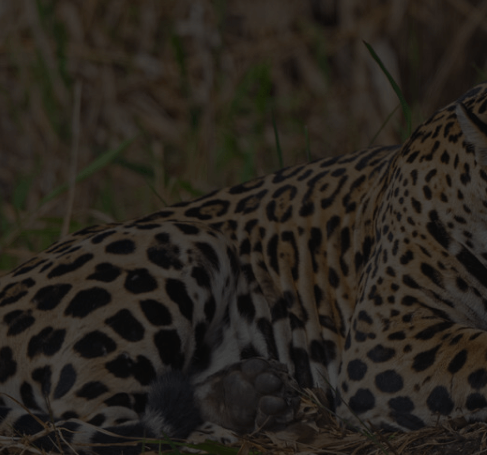 <p>Grandes logros</p>