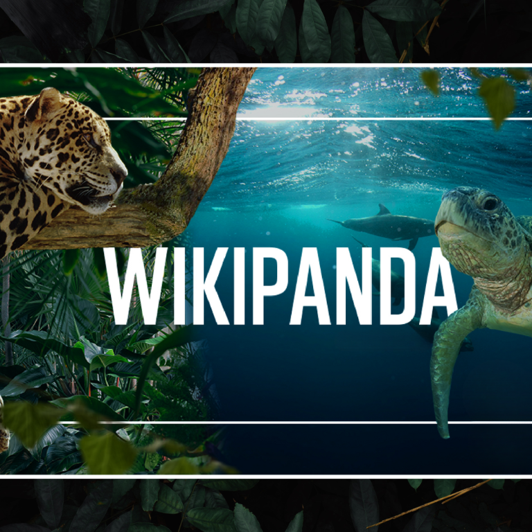 Beneficios-wikipanda