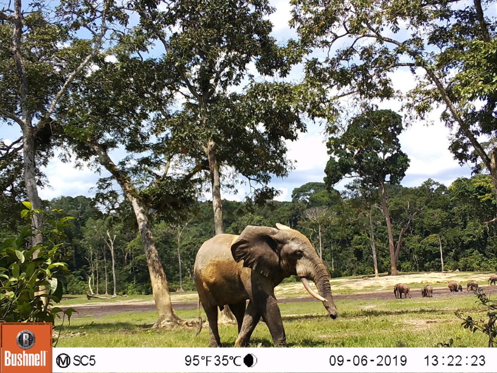 WWF-Elefantes