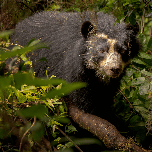 oso de antejos wwf colombia