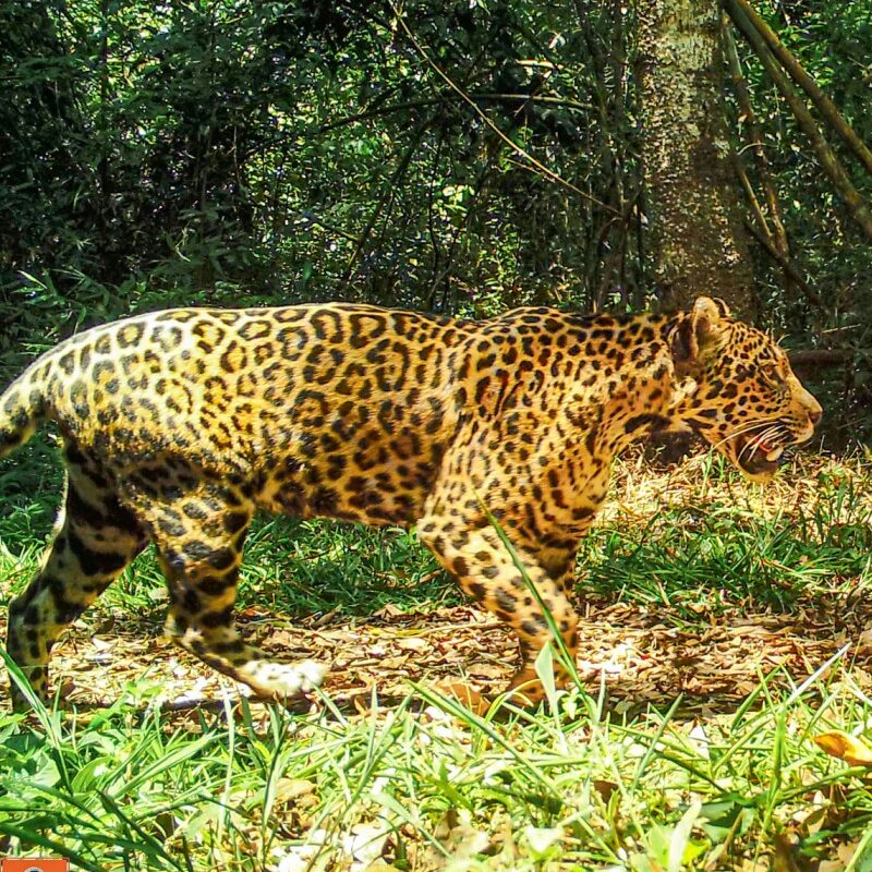 Jaguar Camara Trampa Monitoreo