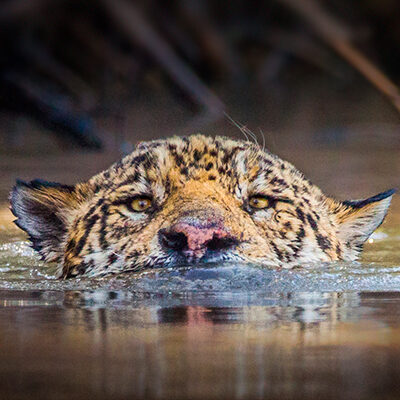 Jaguar en el agua