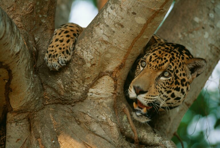 Protejamos al Jaguar